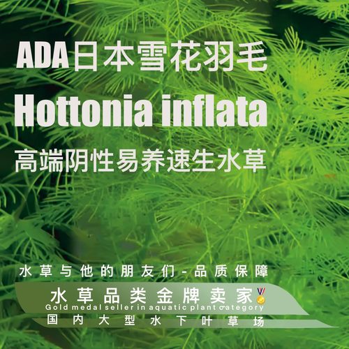 ADA日本雪花羽毛（100%水下叶）阴性后景虾缸水草无需二氧化碳