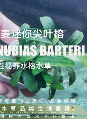 ADA迷你丹麦尖叶榕真正水下叶一阴性水榕陆生造景易养易阴性水草