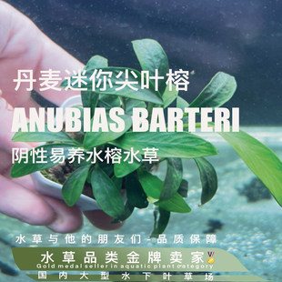 ADA迷你丹麦尖叶榕真正水下叶一阴性水榕陆生造景易养易阴性水草