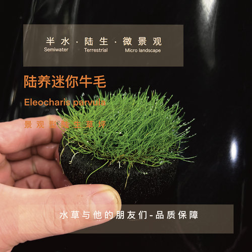 迷你牛毛草坨草懒人造景
