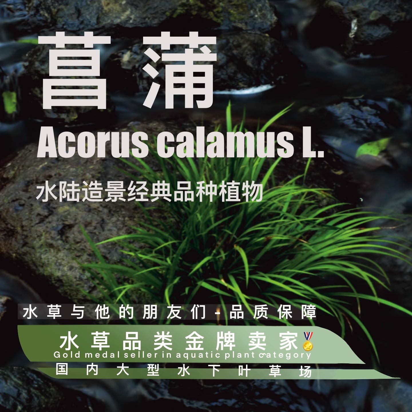 水陆缸造景水草鱼缸乌龟缸