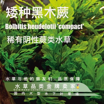 矮种黑木蕨一懒人水草