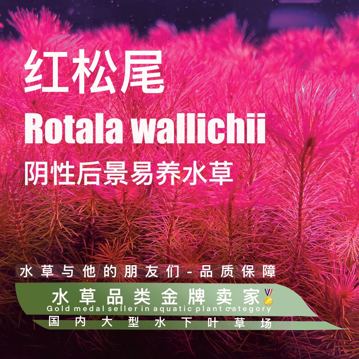 红松尾真正水下叶-水草自养水下叶草缸造景中后景水草红羽毛水