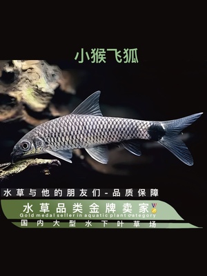 小猴飞狐 水草缸除黑毛藻强力除藻王工具鱼小猴金线一线飞狐活体