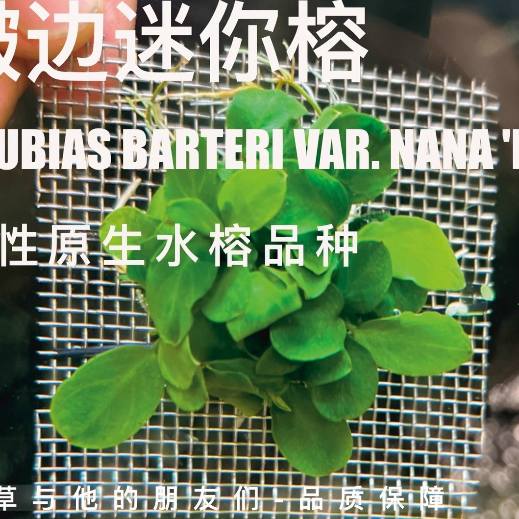 迷你榕一小型水榕系列易养