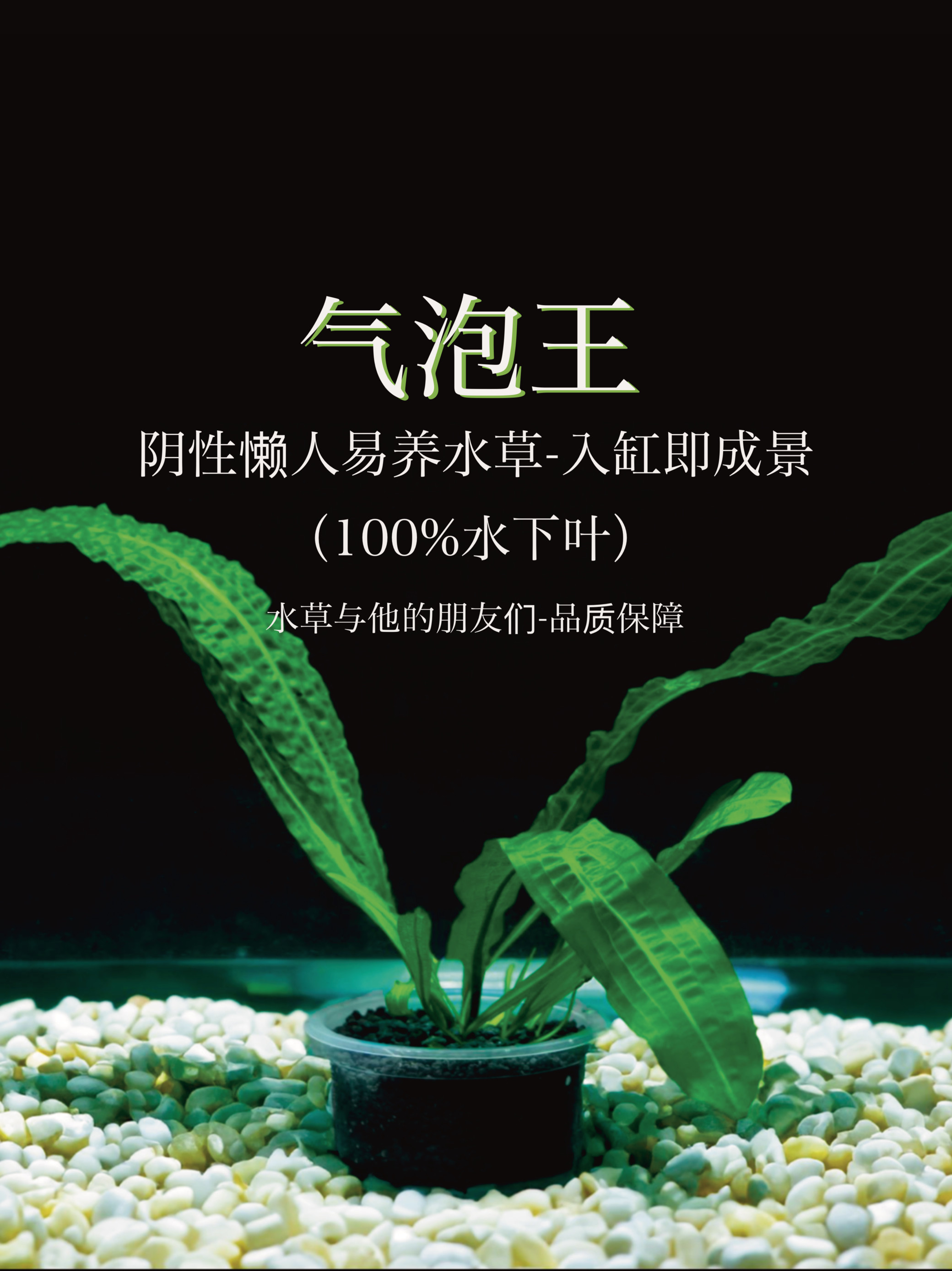 ada气泡王(100%水下叶)阴性水草,生长超级迅速喜高温.后景草