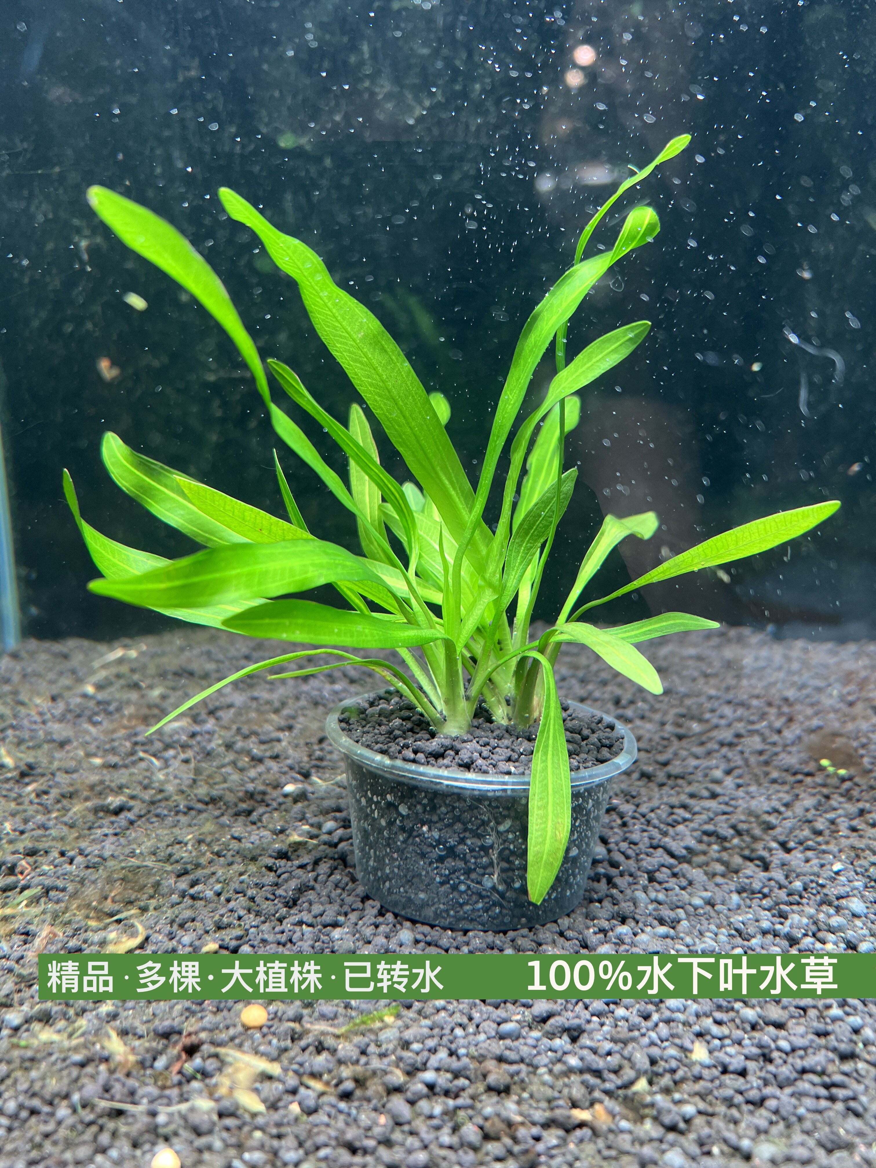 迷你九冠(100%水下叶)阴性草,飘着都不死