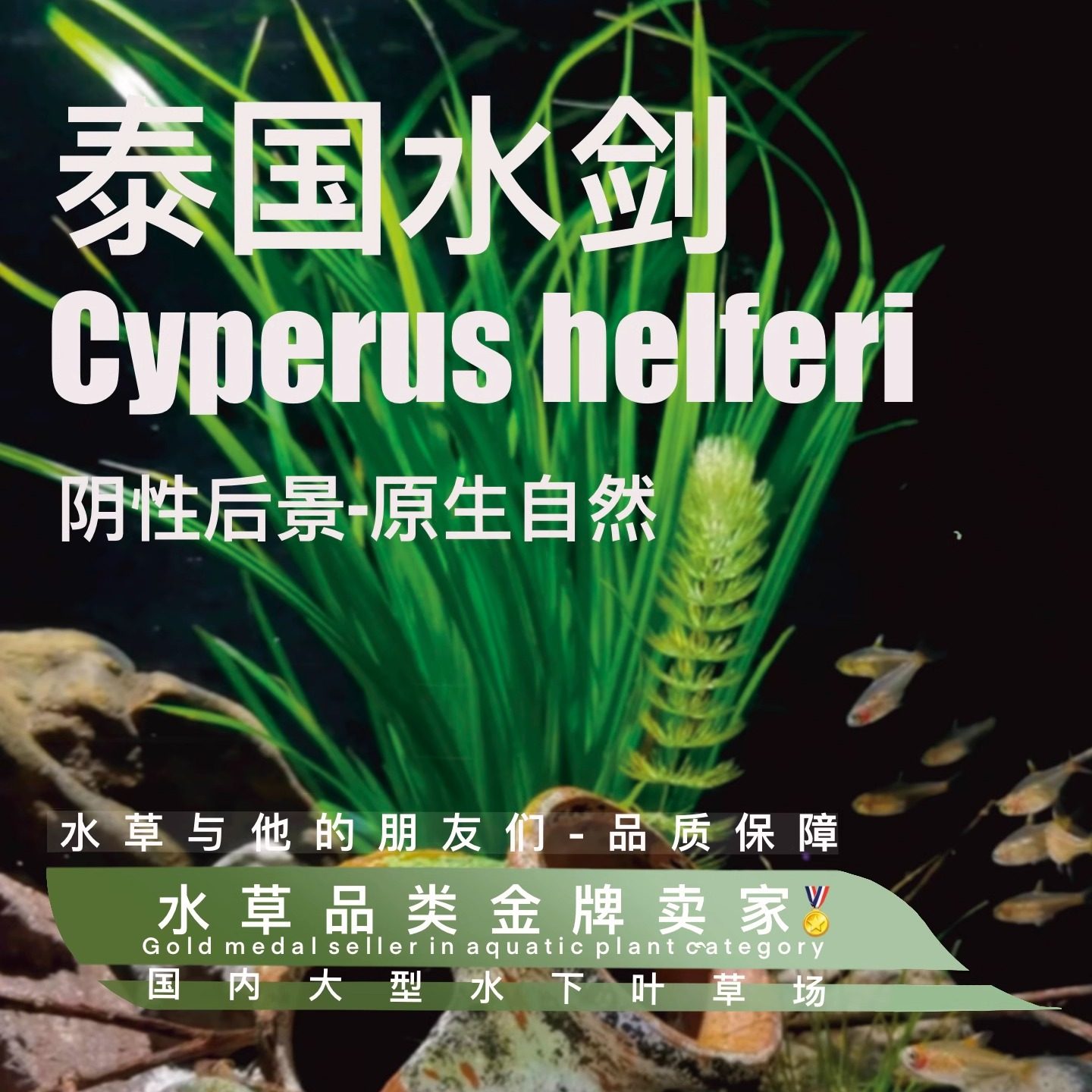 泰国水剑真正水下叶一水草缸专用鱼缸水草缸溪流缸中后景水培植物