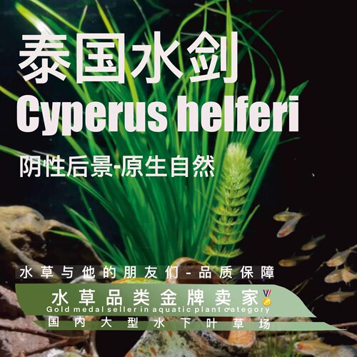 泰国水剑一水草缸专用鱼缸水草