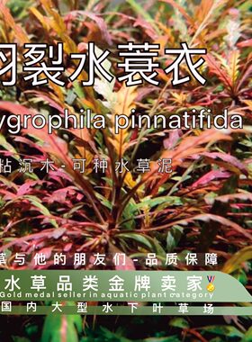 水下叶中后景红色无需水草泥