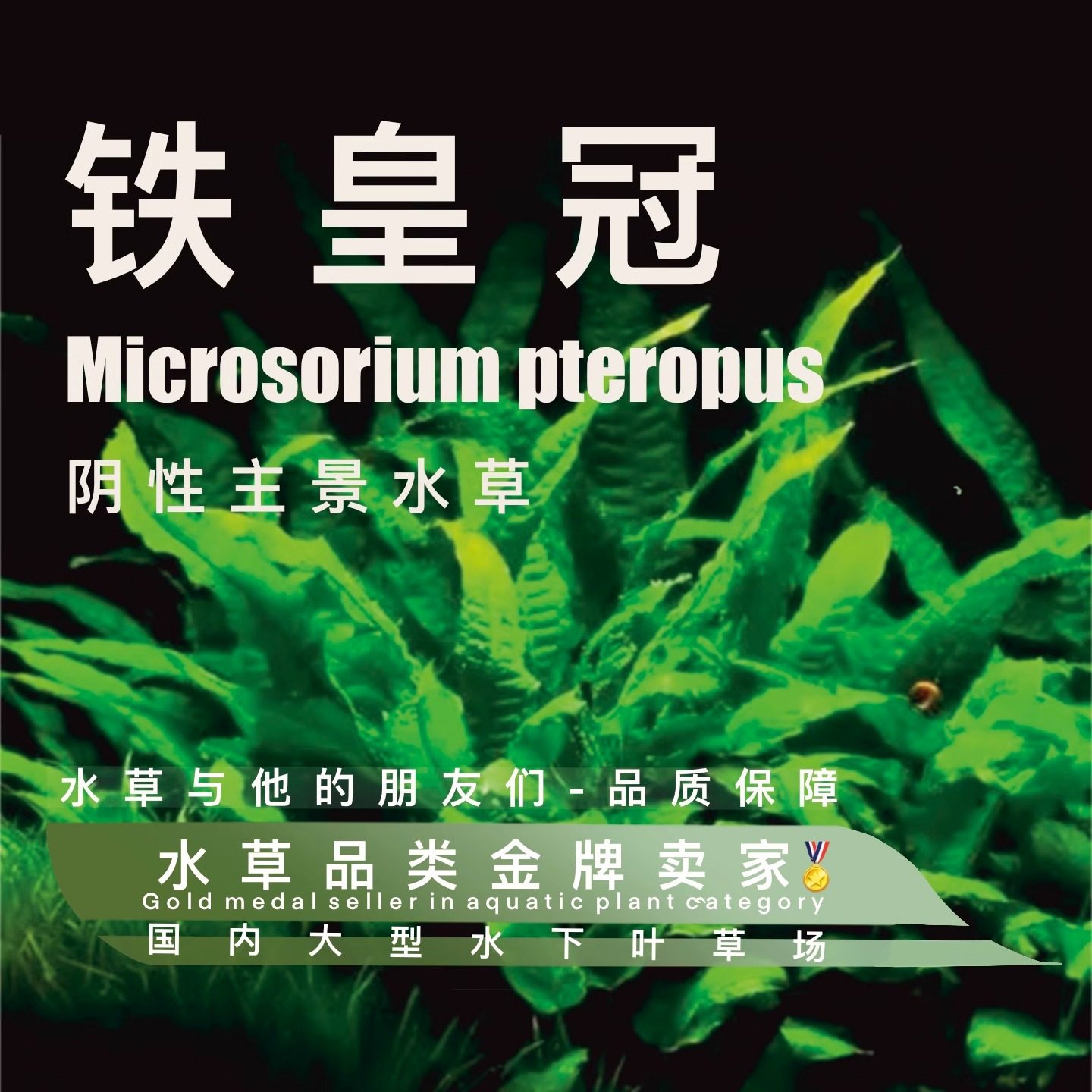 铁皇冠真正水下叶-阴性草无需二氧化碳可与沉木搭配作为主景阴性 - 实物图