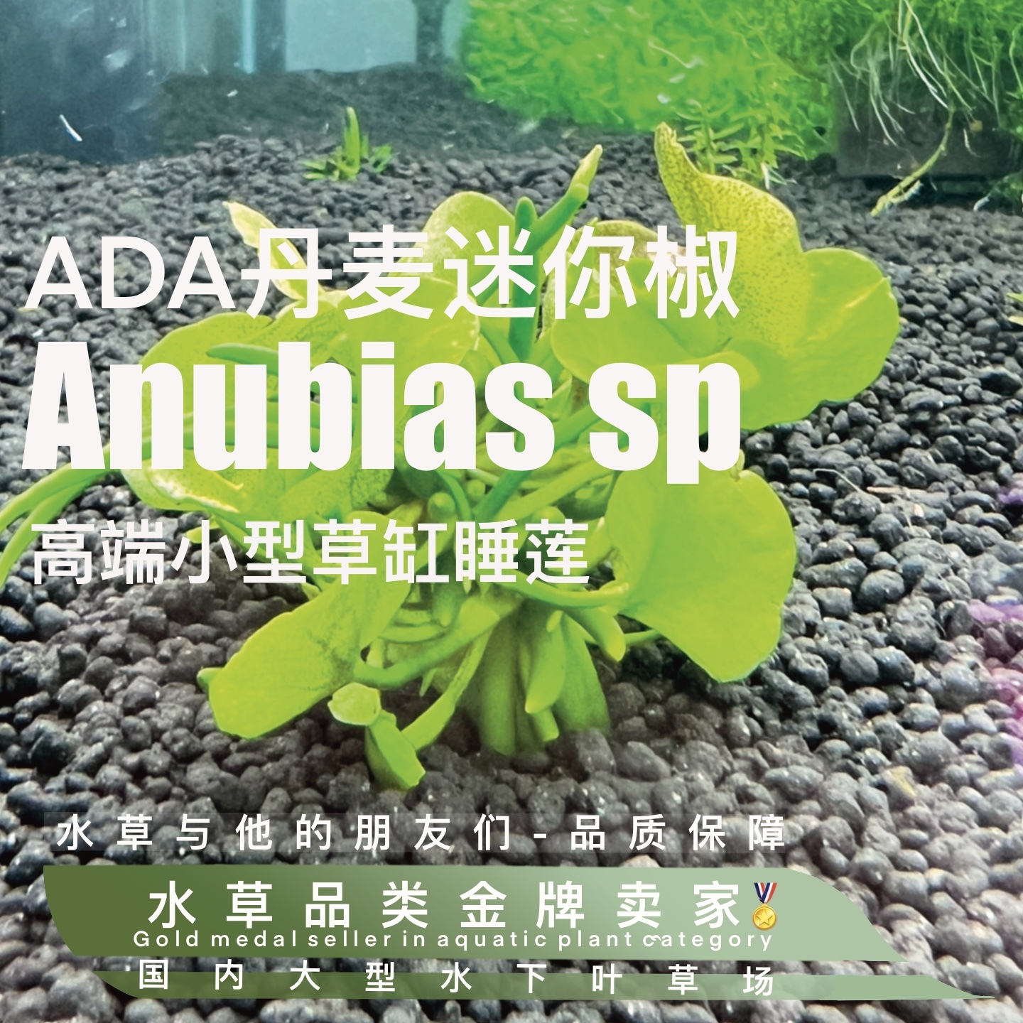 ADA丹麦迷你椒进口结蕉香蕉草水草活体水中叶懒人鱼缸造景淡水前