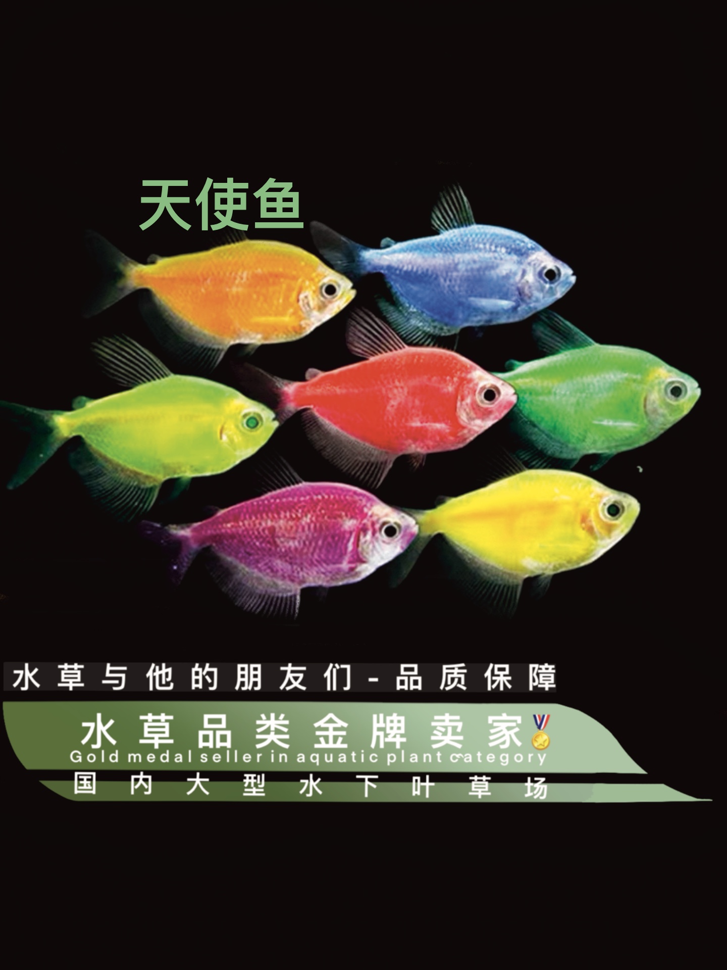 群游天使鱼（定水）热带观赏鱼小型淡水好养耐活斑马红绿灯科孔雀