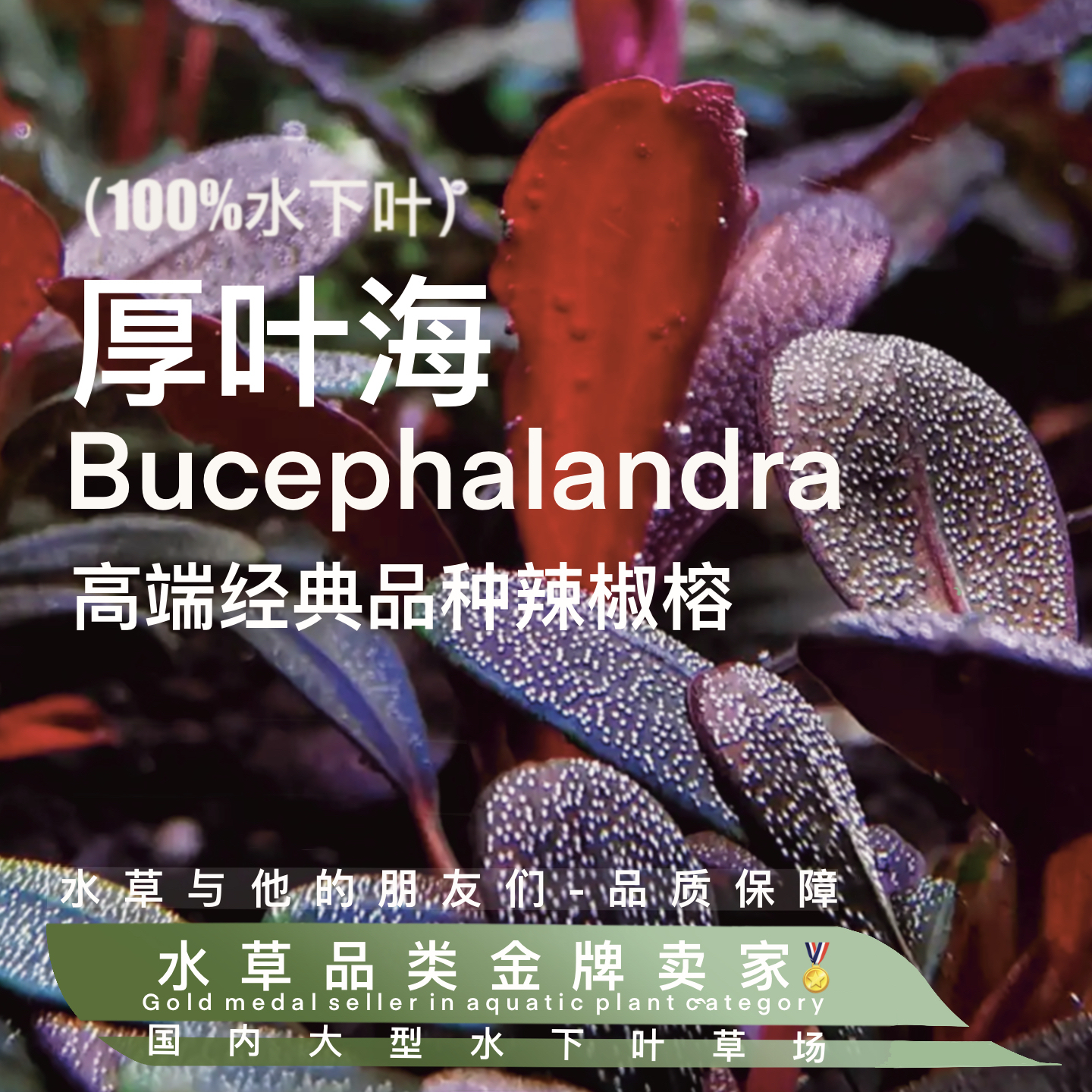 厚叶海辣椒榕真正水下叶一进口高端阴性水草好养裸草发货