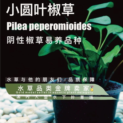 小圆叶椒草净化水质无碳养殖