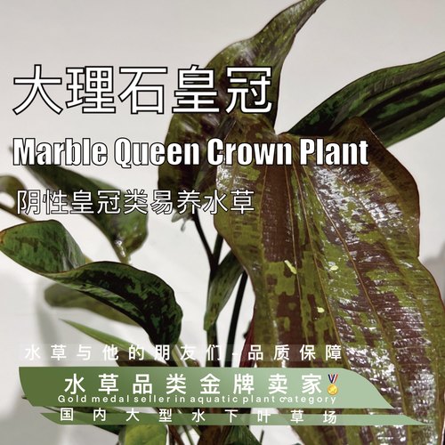 水草皇冠鱼缸造景水草