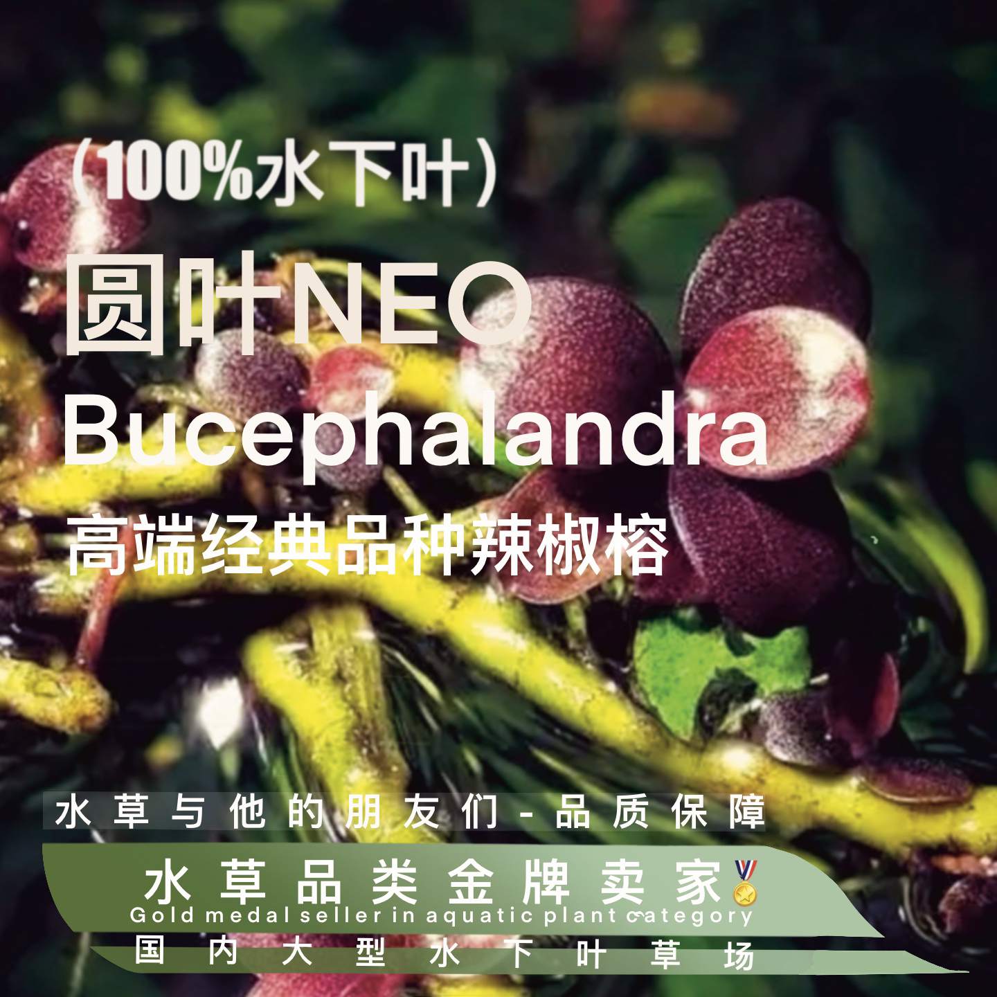 圆叶NEO辣椒榕真正水下叶-鱼缸造景水草水培增氧活体淡带根植物