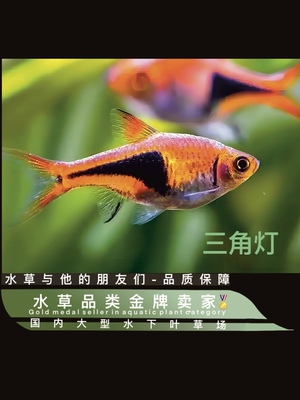 三角灯群游灯鱼紫三角灯