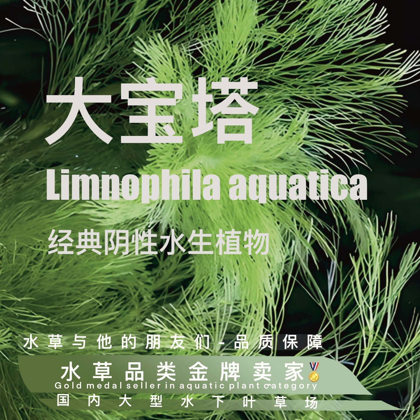 大宝塔真正水下叶一超级易养