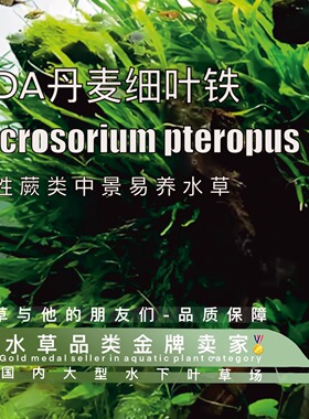 ADA丹麦细叶铁皇冠真正水下叶 一ADA常用水草可无碳但有碳状态好