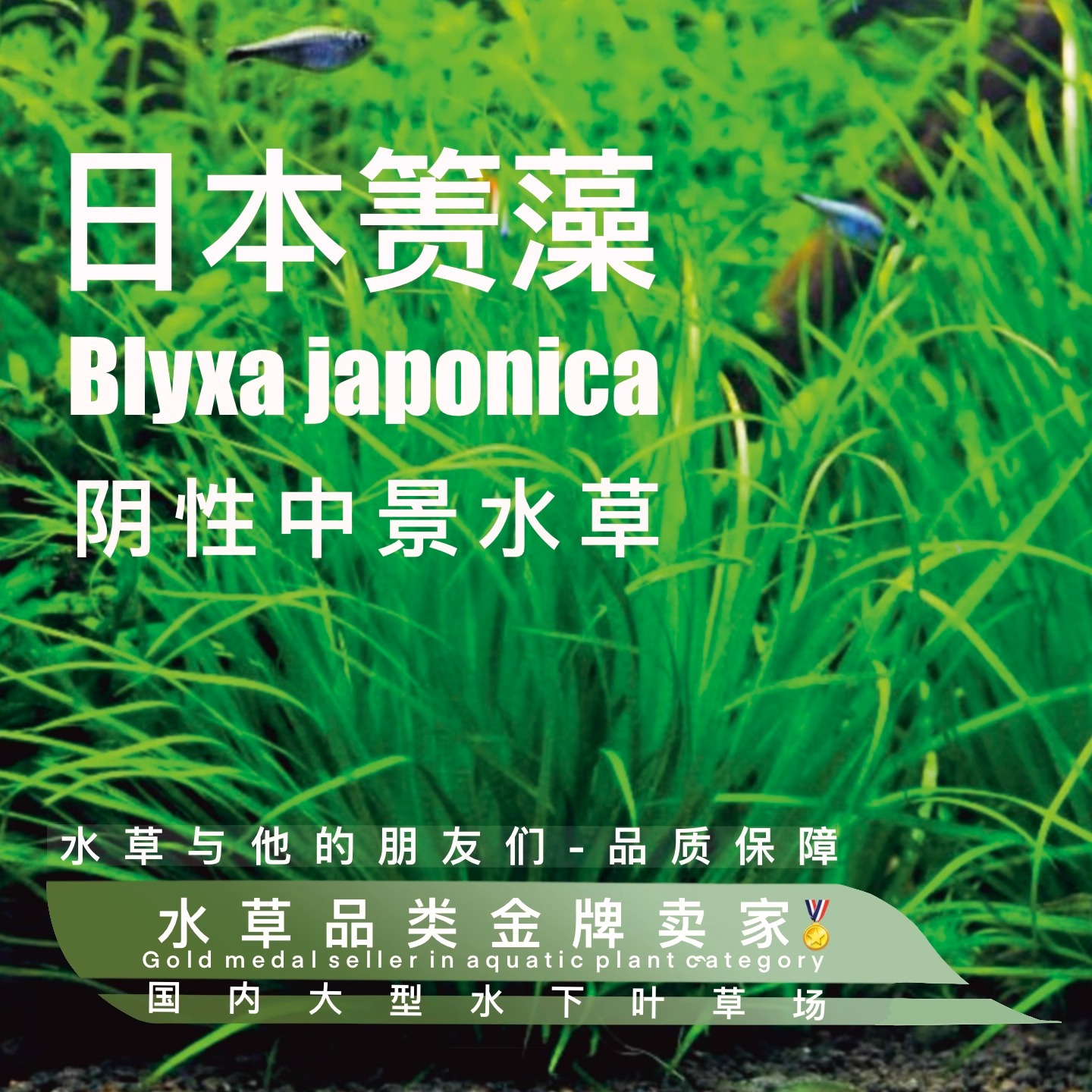 日本专箦藻鱼缸水草阴性水草