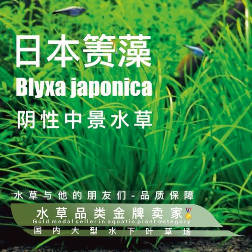 日本专箦藻鱼缸水草阴性水草