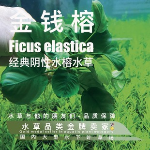 金钱榕真正水下叶一精品阴性水草无碳养殖古法缸鱼缸草缸推荐