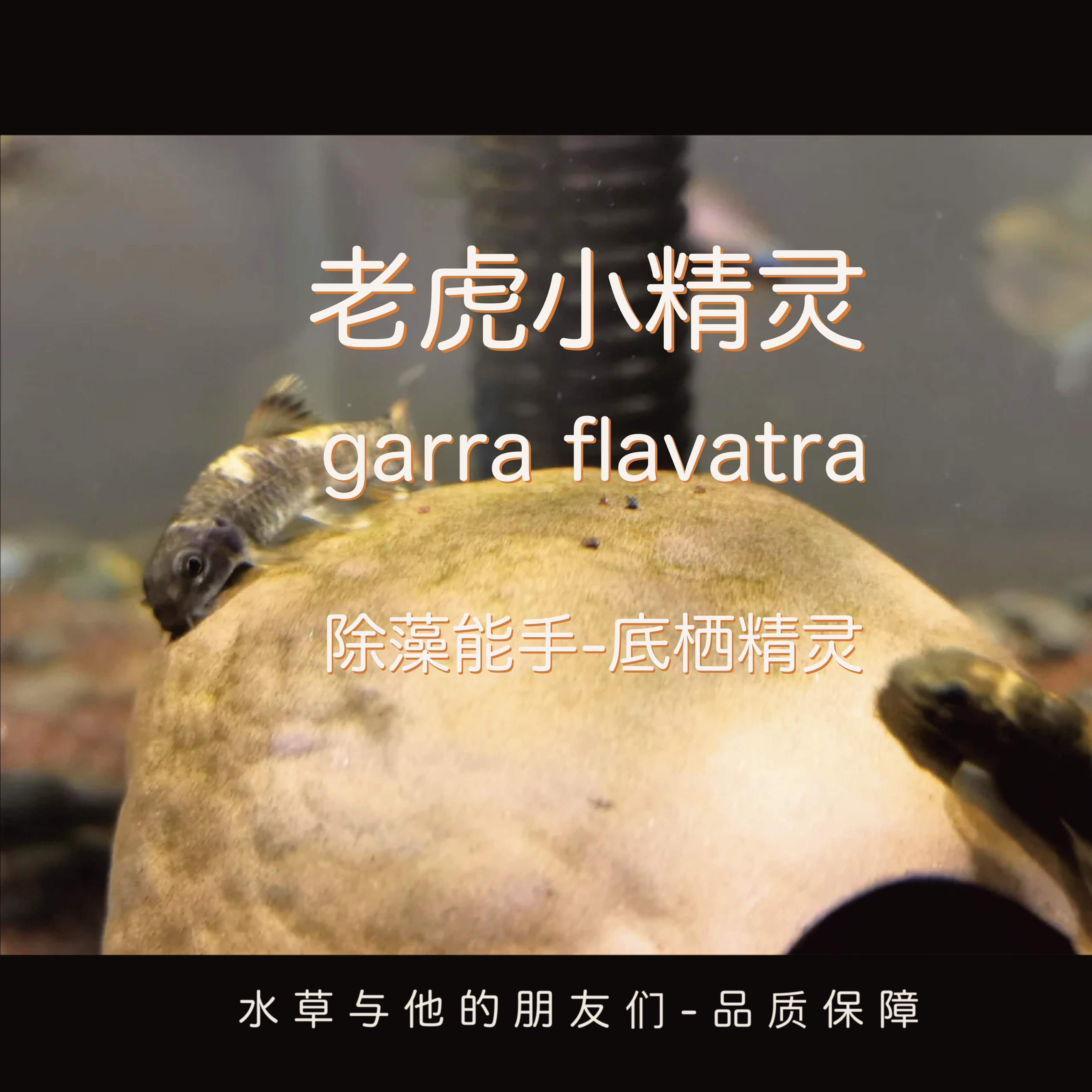 老虎小精灵（超长时间完全定水）老虎小精灵鱼熊猫青苔鼠淡水