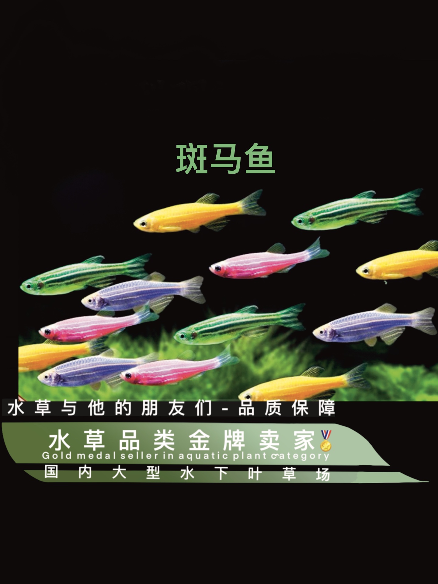 斑马鱼（定水）群游荧光斑马鱼红蓝黑小型热带鱼扯旗鱼马甲球鱼灯