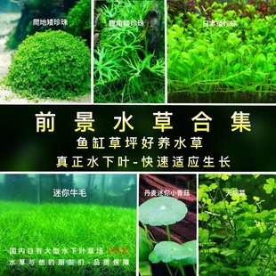 前景水草套餐合集-阴性真水草鱼缸水草造景植物迷你牛毛草水下叶
