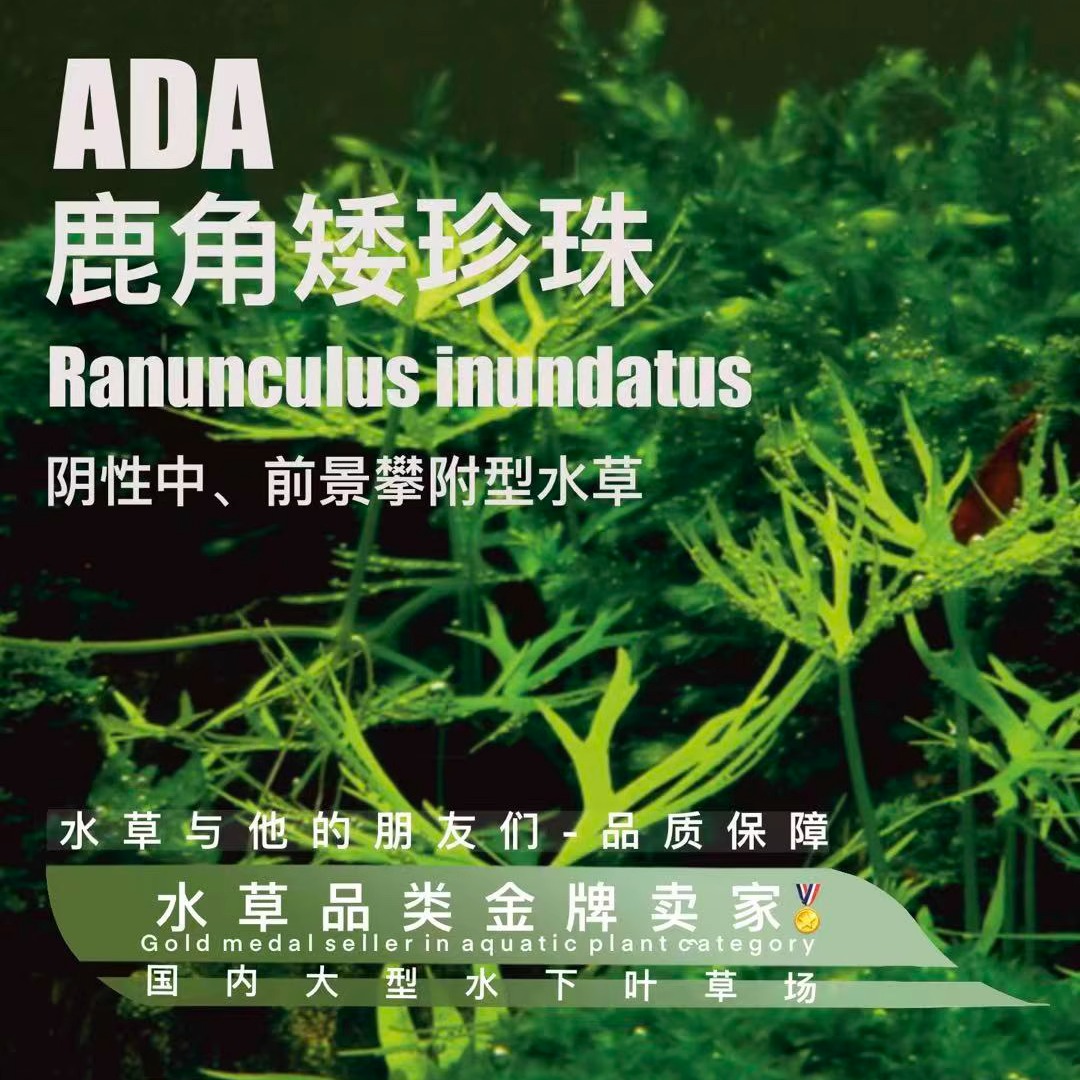 鹿角矮珍珠水下叶阴性水草