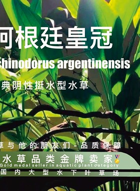 ADA造景水草-阿根廷皇冠真正水下叶古法缸草缸所有景观通用生态缸