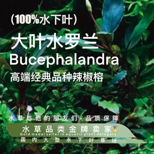 大叶水罗兰辣椒榕（100%水下叶）大植株沉木攀附类阴性水草微发色