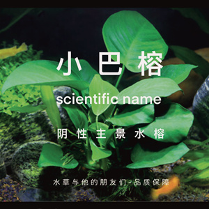 小巴榕（100%水下叶）阴性水草，易养易活（裸草发货）