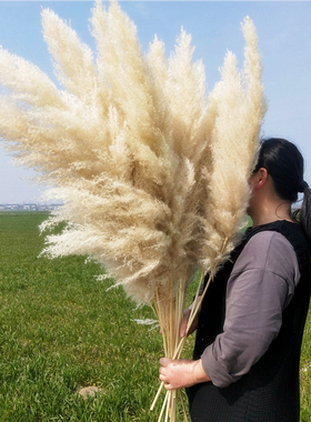 ins白色芦苇婚礼干花大蒲苇装饰风干客厅落地橱窗摆件一粟花艺