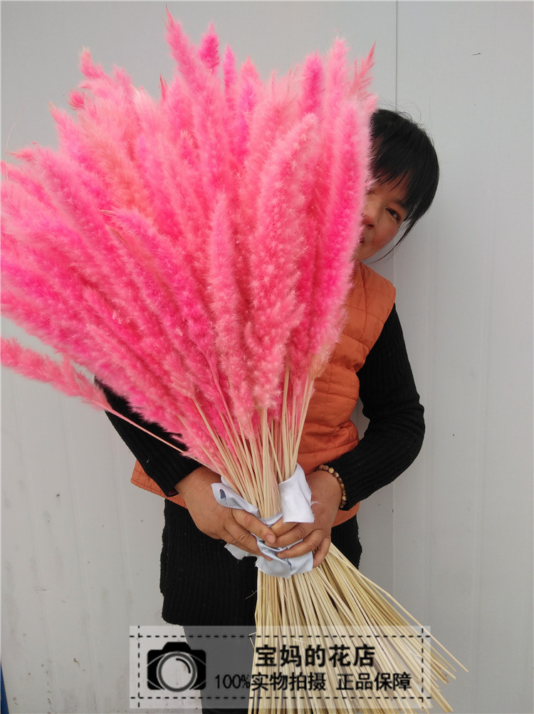 【粉狐尾】ins粉色芦苇干花花束小芦苇装饰花客厅落地装饰摆件在类目 家居饰品, 花瓶/花器/仿真花/仿真饰品, 干花/花瓣/干花包/干树枝中 - 来自Buy2taobao.com提供专业的淘宝代购服务