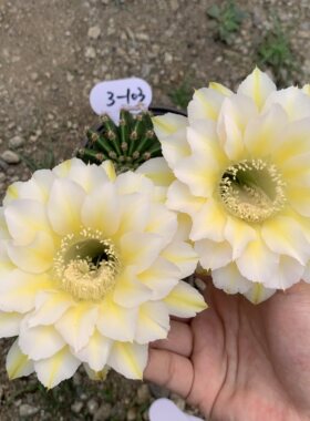 江南百草园 6.5 实生杂交彩草 一物一拍 第五组