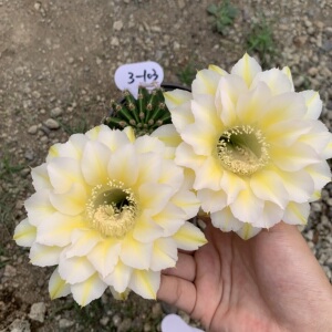 江南百草园 6.5 实生杂交彩草 一物一拍 第五组