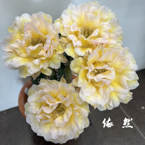江南百草园 自繁彩草开花仙人球品种 依然