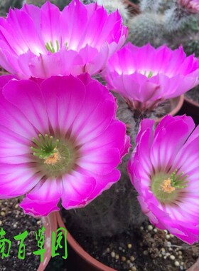 江南百草园 鹿角柱属 巨轮虾 scopulorum 实生小苗