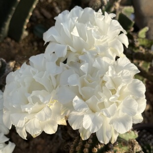 江南百草园 自繁 皱瓣白花牡丹型 仙人球 4厘米无根侧芽