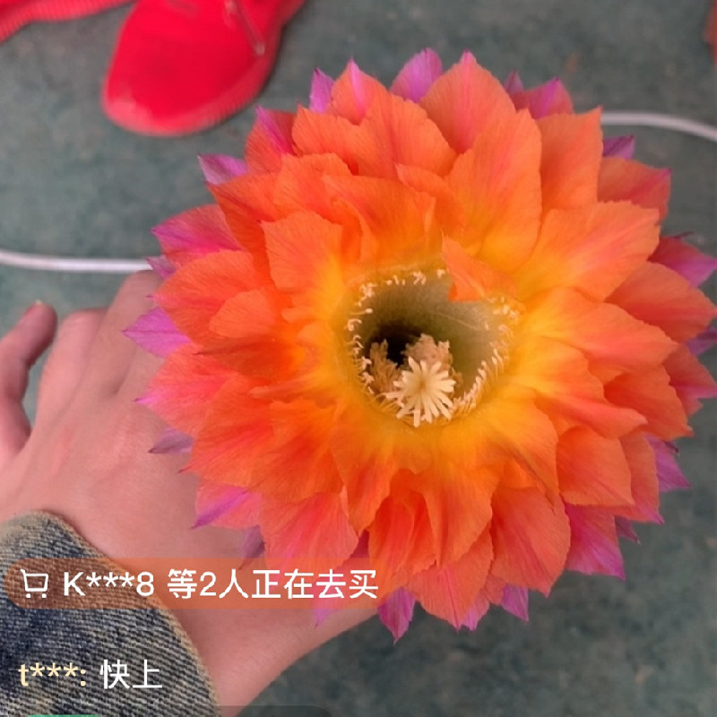 江南百草园 新品自繁彩草开花仙人球 20-3 3厘米无根侧芽