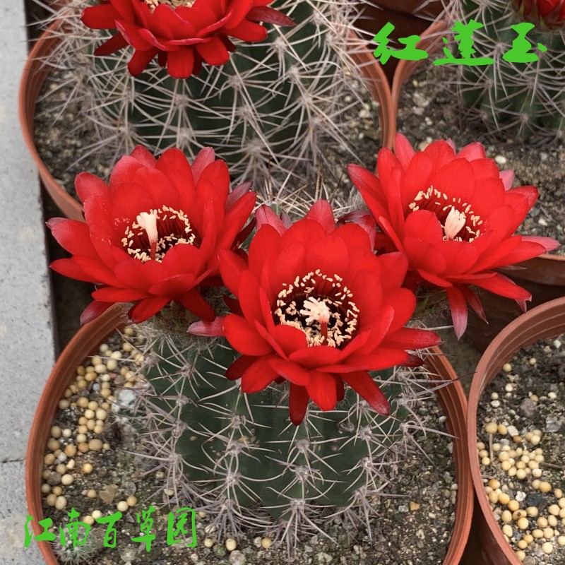 江南百草园 丽花红莲玉 实生小球