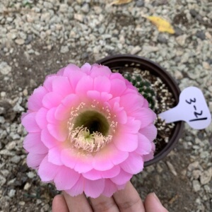 江南百草园 6.5号 实生杂交彩草 一物一拍 第一组