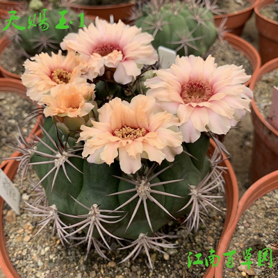 裸萼属 天赐玉 Gymnocalycium pflanzii 3.5厘米直径实生小球