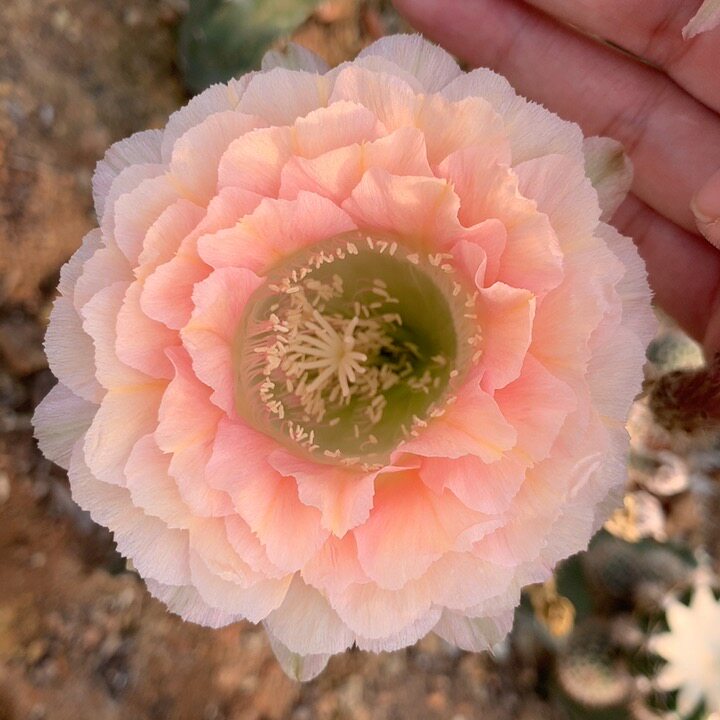 哈密瓜3厘米侧芽