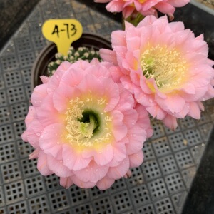 江南百草园 6.3 实生杂交彩草 一物一拍 第四组