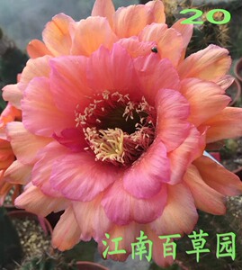 美丽毛花 20# Kristina Dyckerhoff x 1-2000-VR2  无根小球