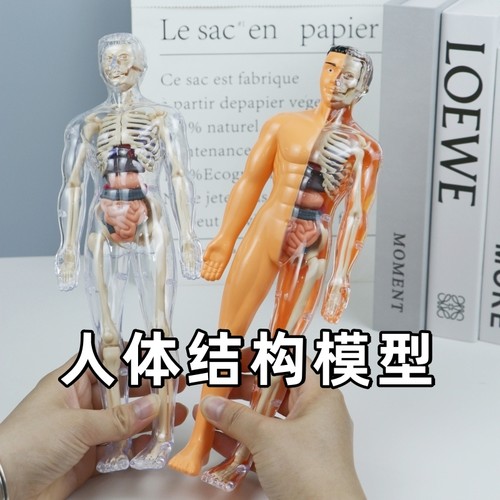 可拆卸拼装人体结构模型全身骨骼器官3d骨架医学解剖仿真儿童玩具