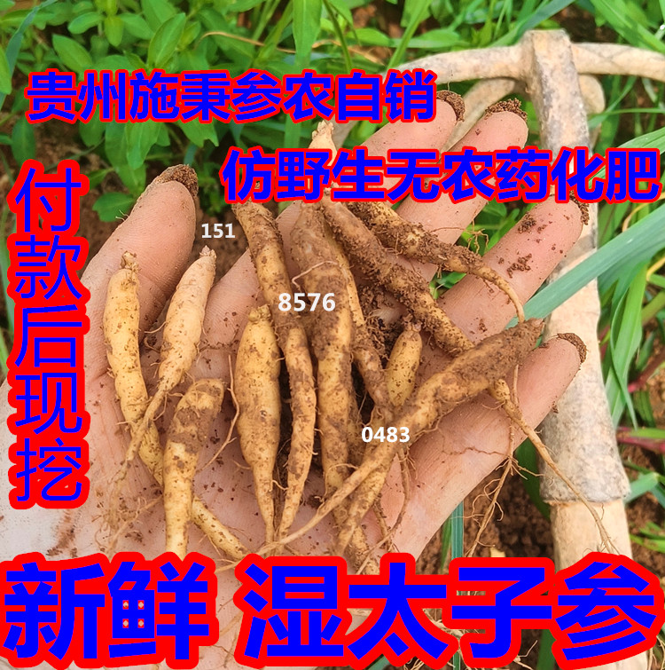 5斤新鲜太子参孩儿参童参四叶参米参贵州施秉参农自销仿野生种植